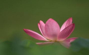 Không nơi ẩn náu